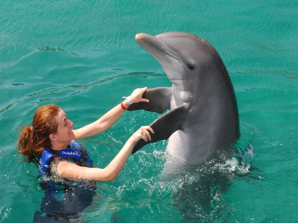 Kemer Dolphinarium : Swimming with Dolphins & Hotel Transfer | ®ExcursionMania - Image 8