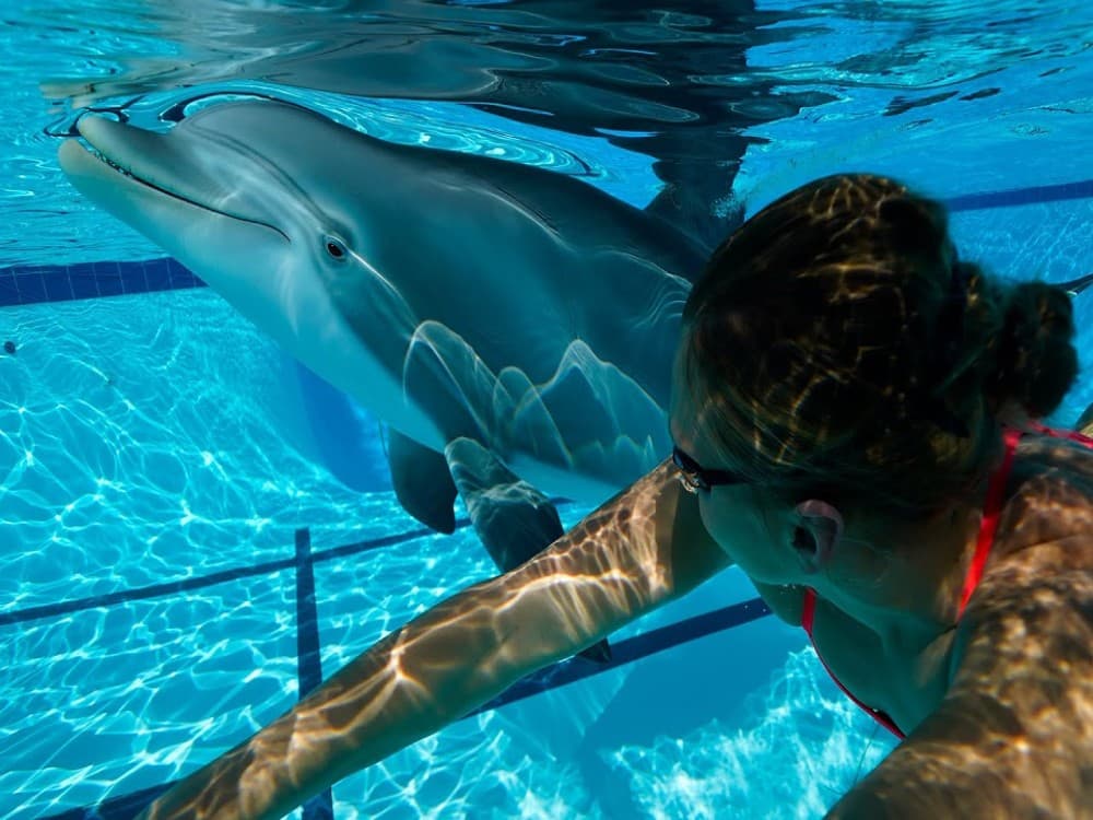 Kemer Dolphinarium : Swimming with Dolphins & Hotel Transfer | ®ExcursionMania - Image 9