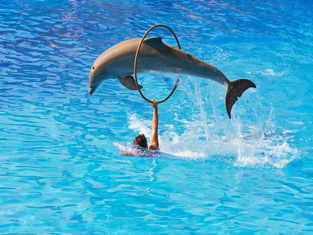 Kemer Dolphinarium : Dolphin Show & Hotel Transfer | ®ExcursionMania - Image 1