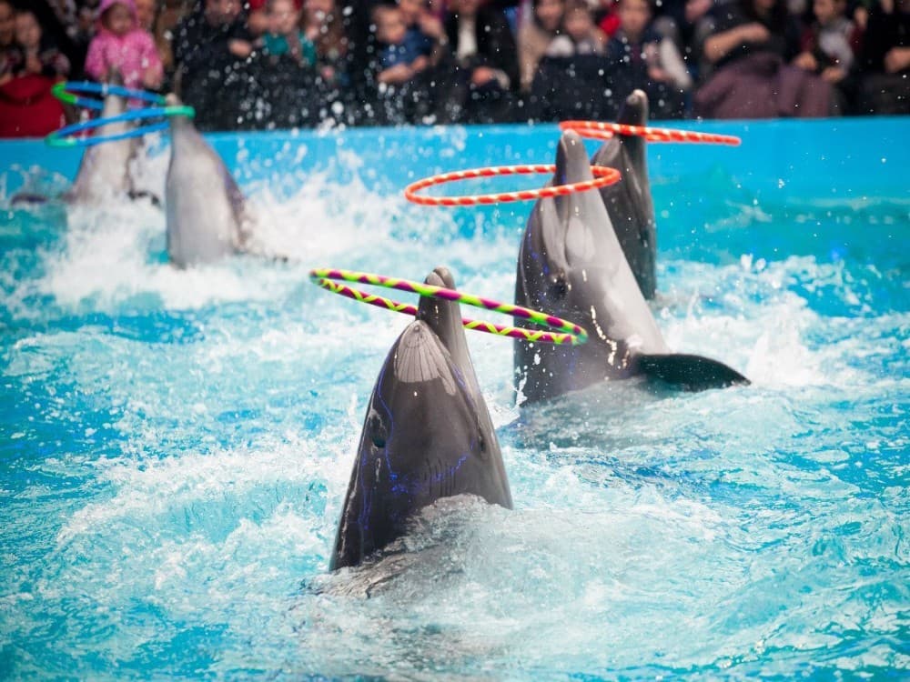 Kemer Dolphinarium : Dolphin Show & Hotel Transfer | ®ExcursionMania - Image 2