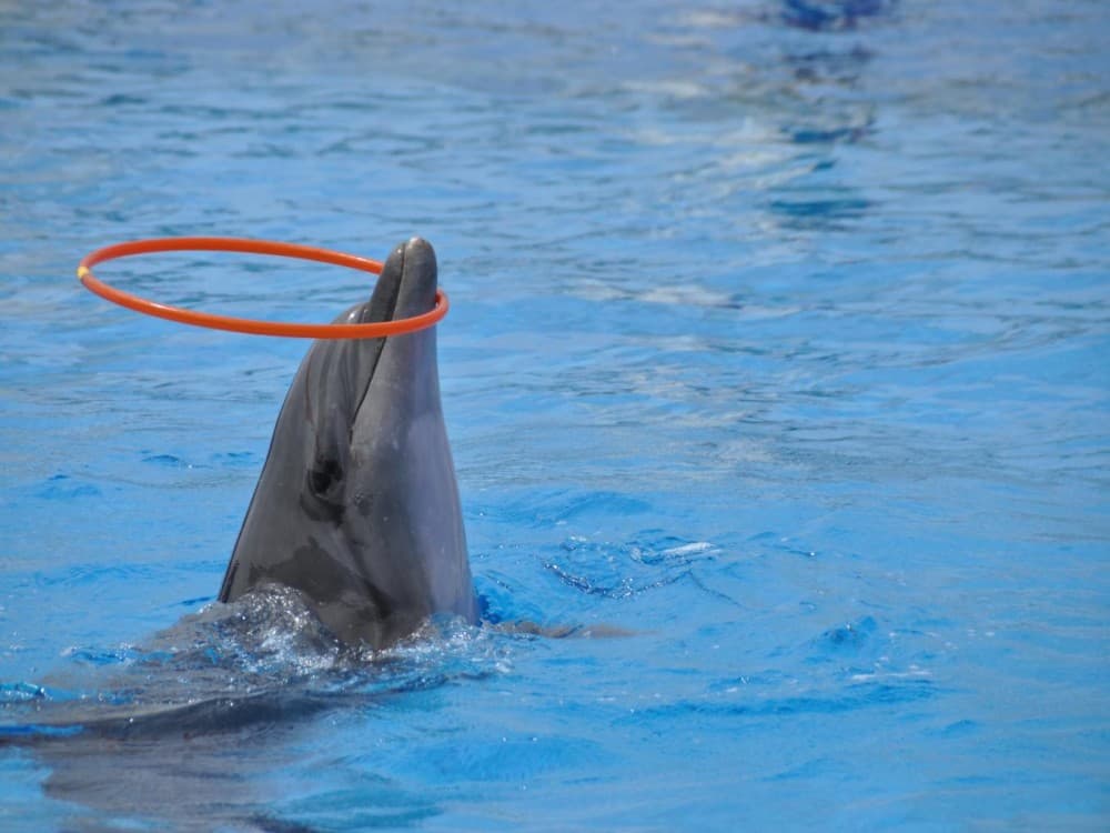 Kemer Dolphinarium : Dolphin Show & Hotel Transfer | ®ExcursionMania - Image 3
