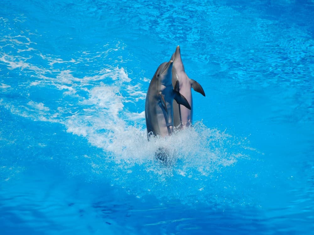 Kemer Dolphinarium : Dolphin Show & Hotel Transfer | ®ExcursionMania - Image 4
