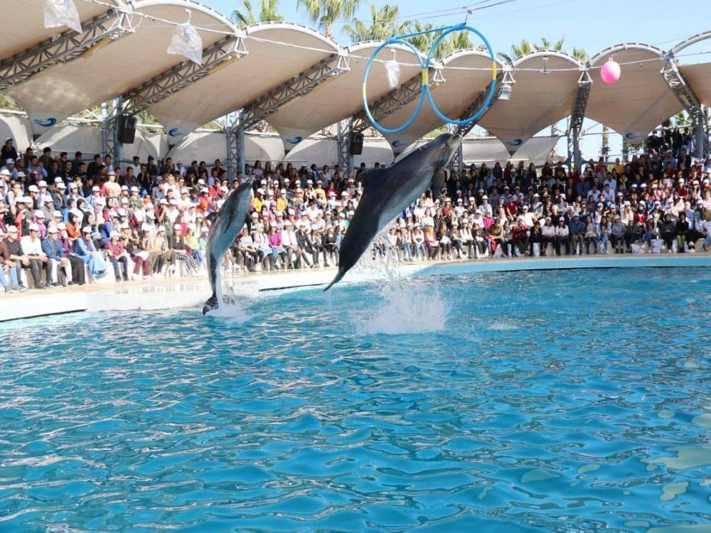 Kemer Dolphinarium : Dolphin Show & Hotel Transfer | ®ExcursionMania - Image 6