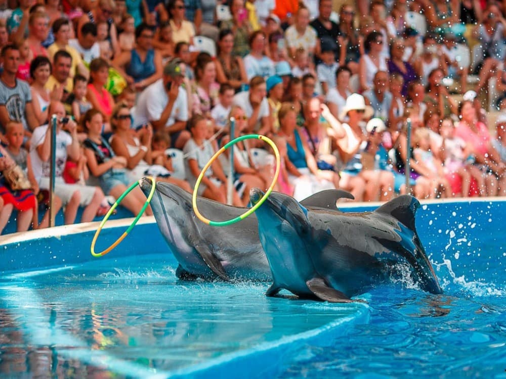 Kemer Dolphinarium : Dolphin Show & Hotel Transfer | ®ExcursionMania - Image 9