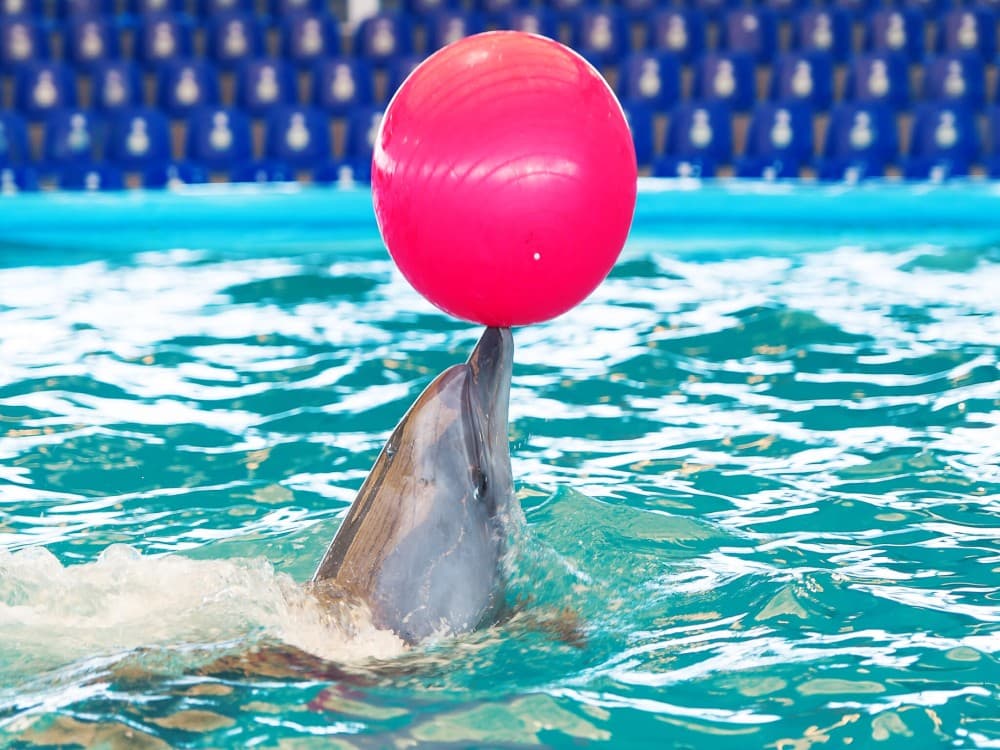 Kemer Dolphinarium : Dolphin Show & Hotel Transfer | ®ExcursionMania - Image 10