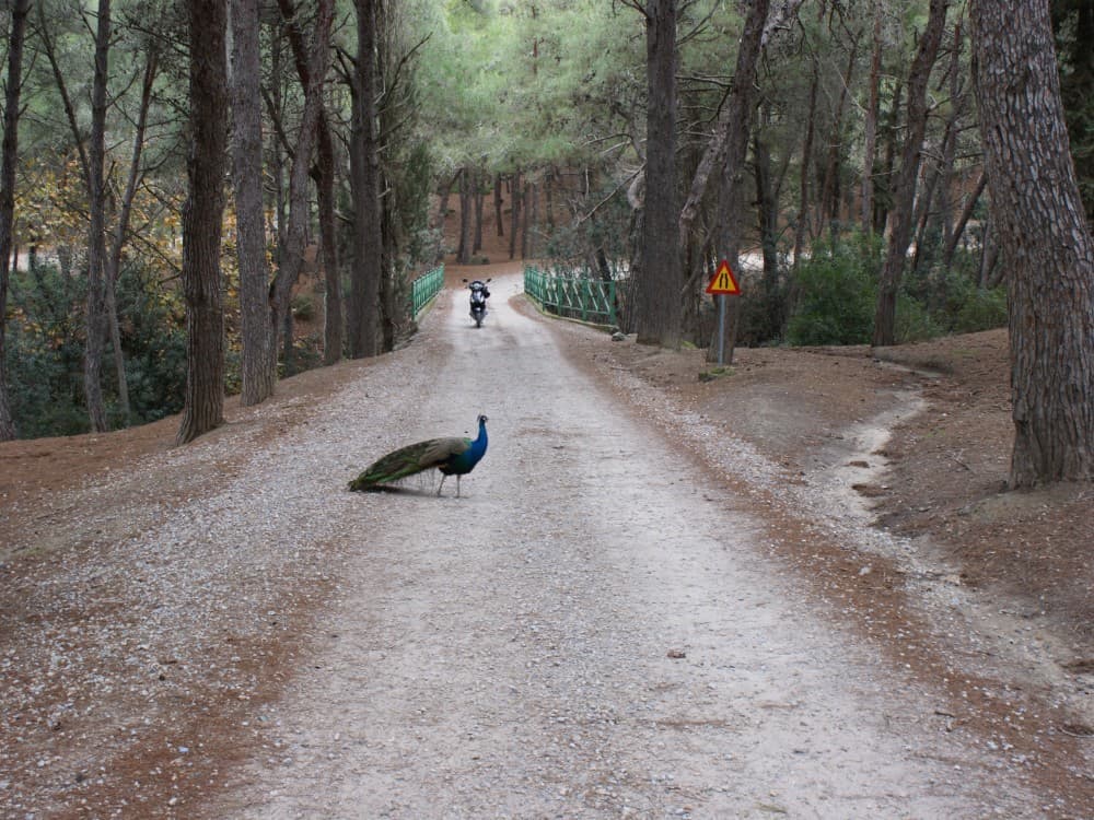From Rhodes: Lindos and 7 Springs Valley Bus Tour | ®ExcursionMania - Image 6