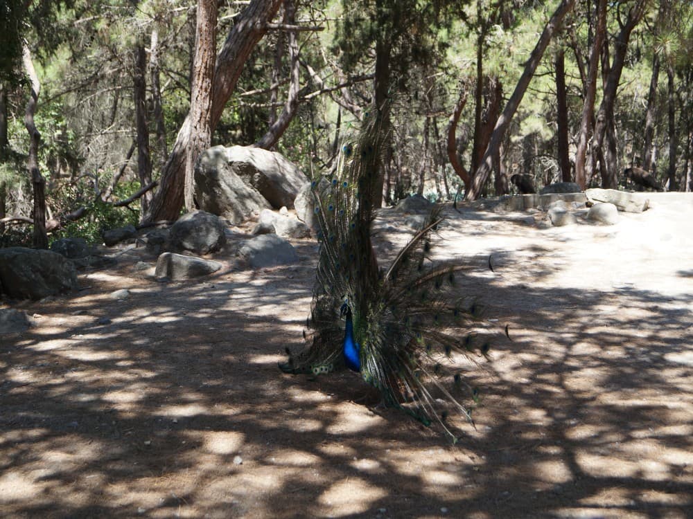 From Rhodes: Lindos and 7 Springs Valley Bus Tour | ®ExcursionMania - Image 7