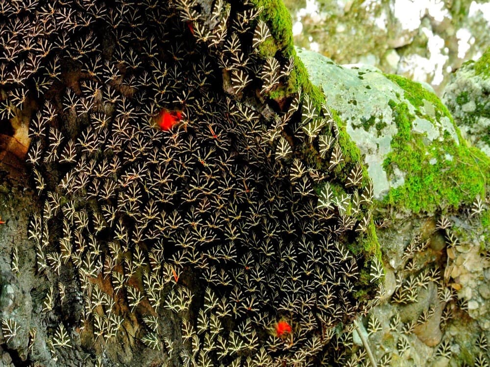 Rhodes: Filerimos Hill and Butterfly Valley Bus Trip | ®ExcursionMania - Image 3
