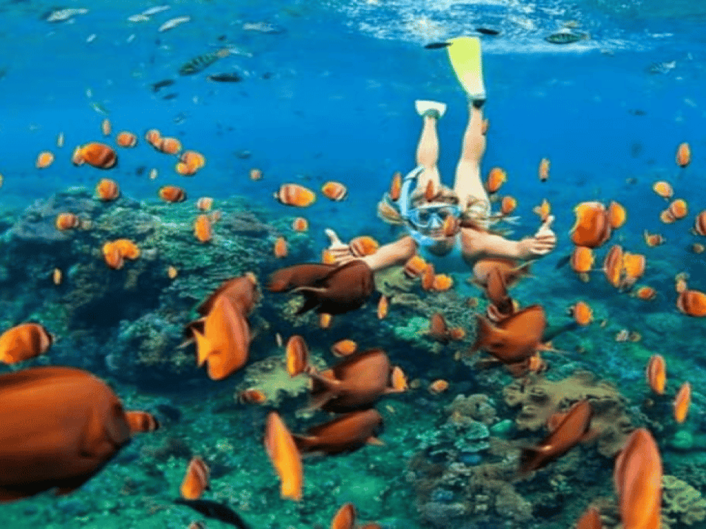 Fujairah: East Cost Tour, Snorkel with turtle & Scuba Diving | ®ExcursionMania - Image 7