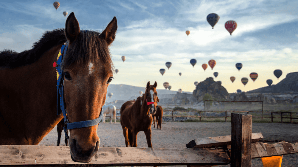 Cappadocia 4-Hour Gallop Horse Tour | ®ExcursionMania - Image 10