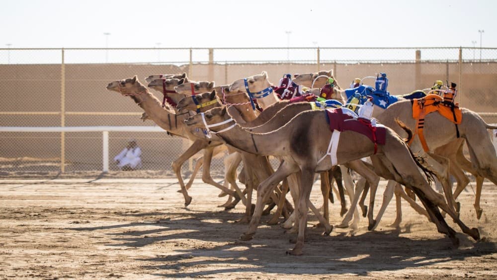 Doha Camel Racing Track: Oryx Farm & Sheikh Faisal Museum | ®ExcursionMania - Image 8
