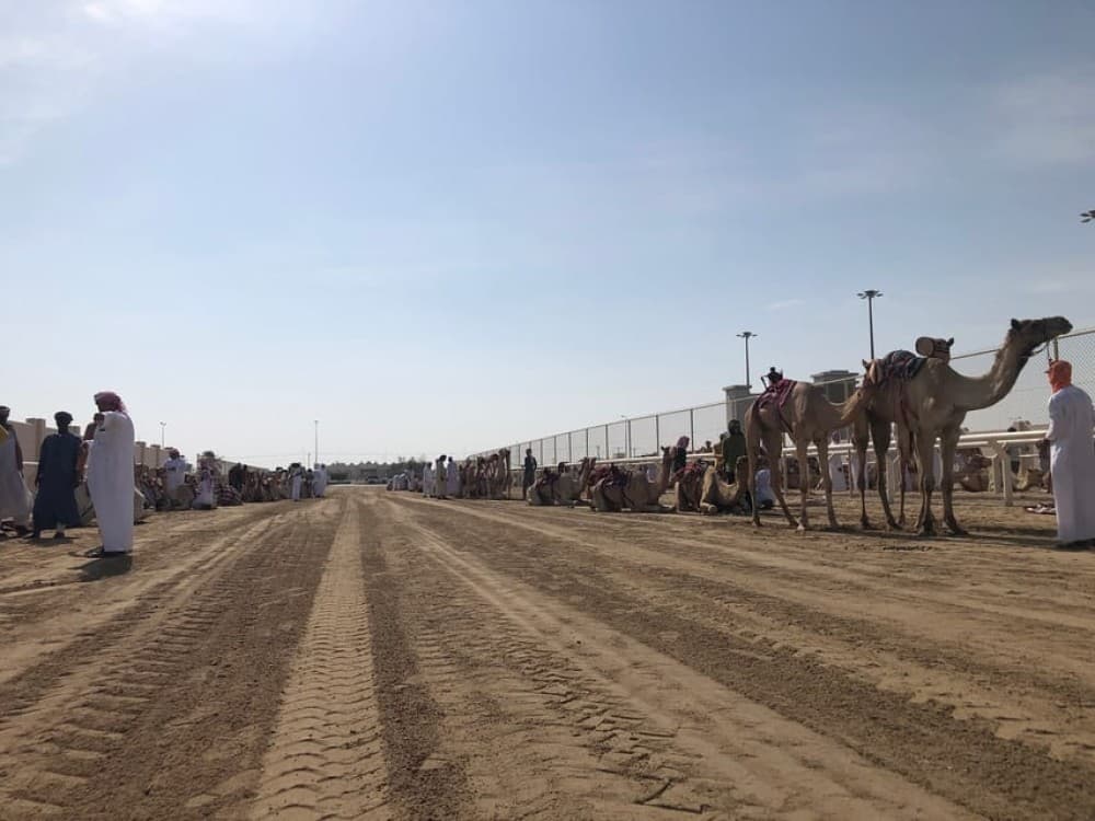 Doha Camel Racing Track: Oryx Farm & Sheikh Faisal Museum | ®ExcursionMania - Image 9