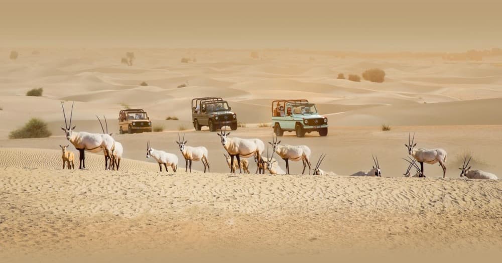 Doha Desert Safari & City Highlights: Experience Private Adventure