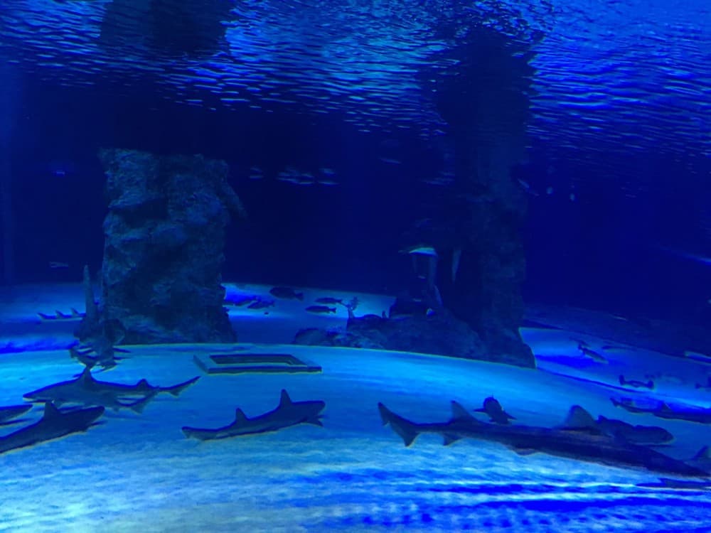 Aquarium & Face2Face Wax Museum from Antalya | ®ExcursionMania - Image 7