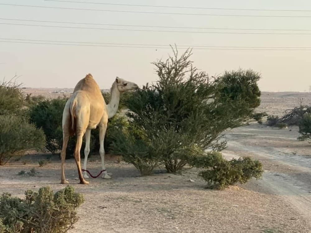 Doha Activities: Desert Safari Dune Bashing & Inland Sea | ®ExcursionMania - Image 8