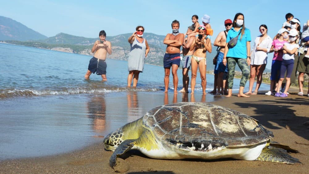 Dalyan Turtle Beach Tour Departing from Turunc | ®ExcursionMania - Image 10