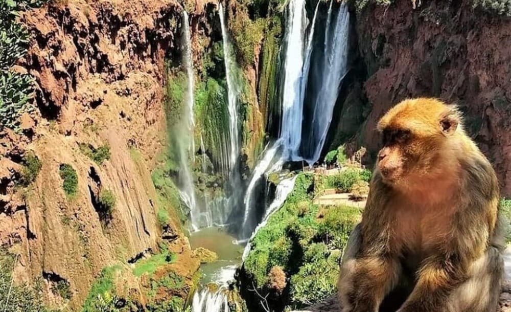 From Marrakech: Ouzoud Waterfalls Guided Hike and Boat Trip | ®ExcursionMania - Image 2