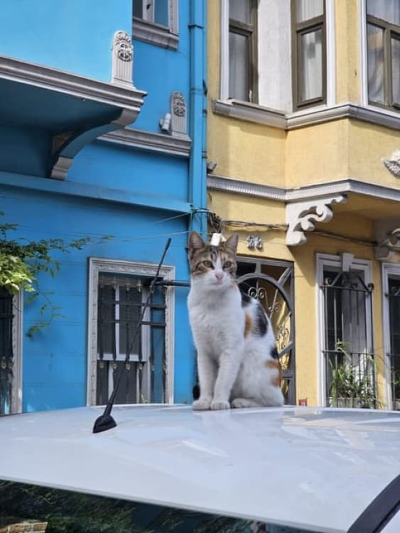 Istanbul: Fener & Balat Guided Tour through Colored Streets | ®ExcursionMania - Image 7