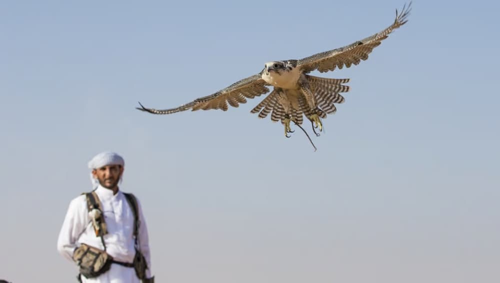 Doha: Desert Tour Camels Sand Surfing  Falcon Experience | ®ExcursionMania - Image 5