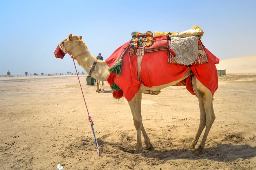 Doha: Desert Tour Camels Sand Surfing  Falcon Experience | ®ExcursionMania - Image 3