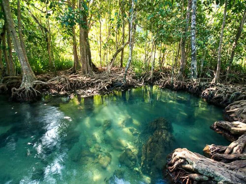 Pa Phru Tha Pom Khlong Song Nam