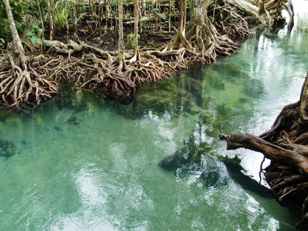 Pa Phru Tha Pom Khlong Song Nam