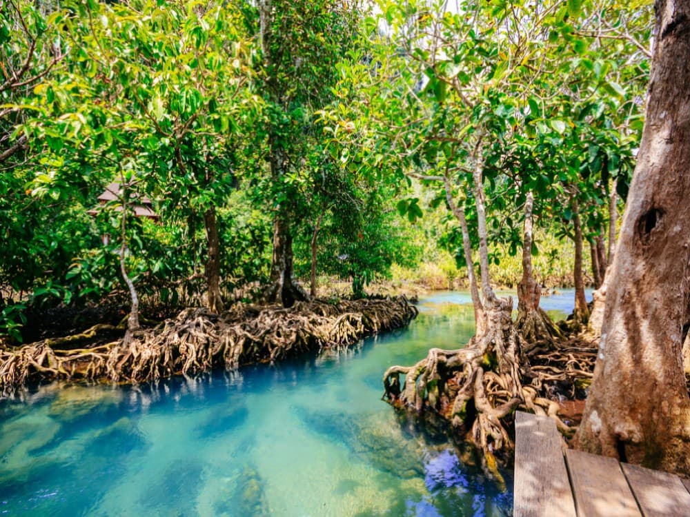 Krabi: Pa Phru Tha Pom Khlong Song Nam | ®ExcursionMania