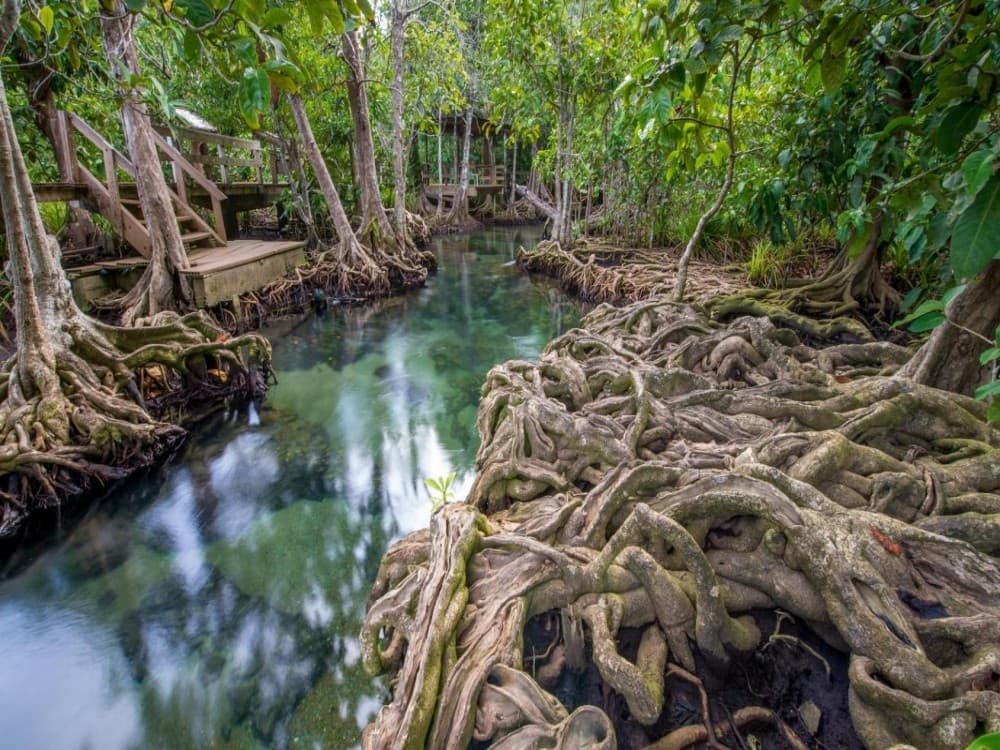 Pa Phru Tha Pom Khlong Song Nam