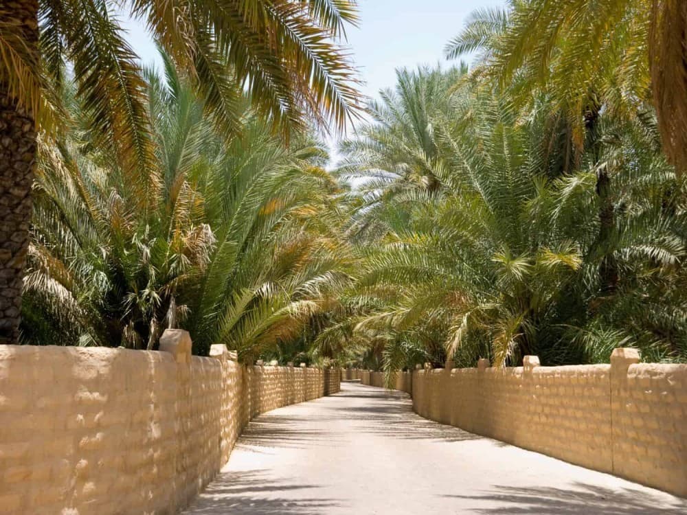 Al Ain Oasis