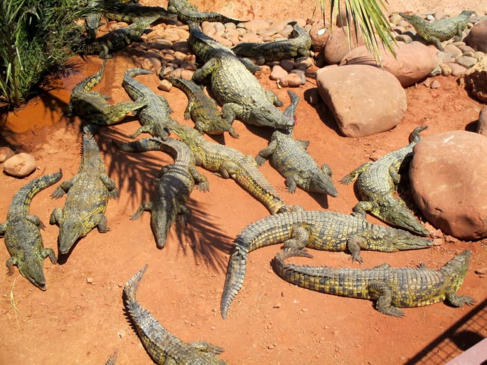 Crocoparc