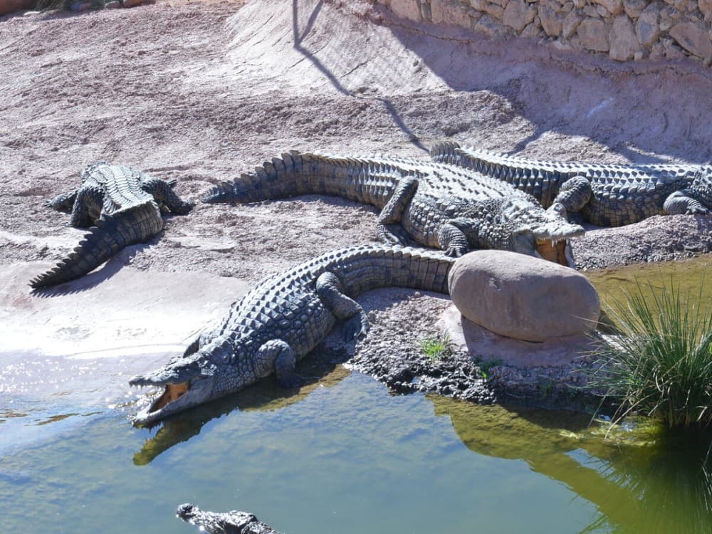 Crocoparc