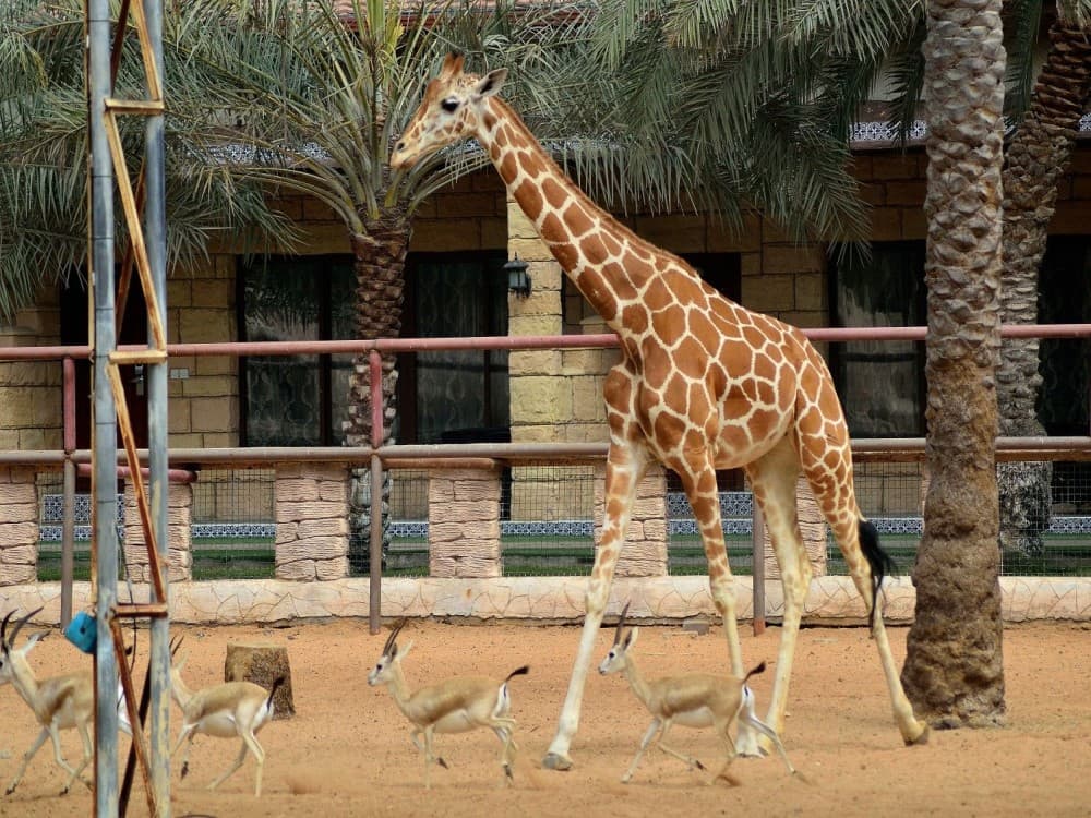 Emirates Park Zoo