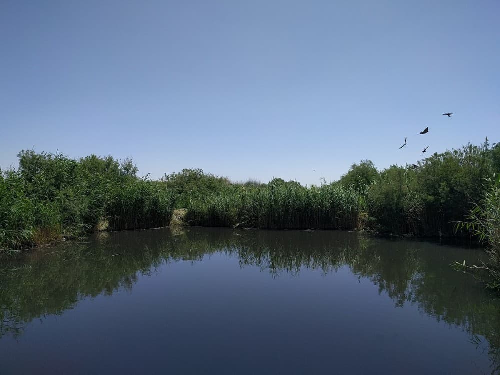 Azraq Wetland Reserve
