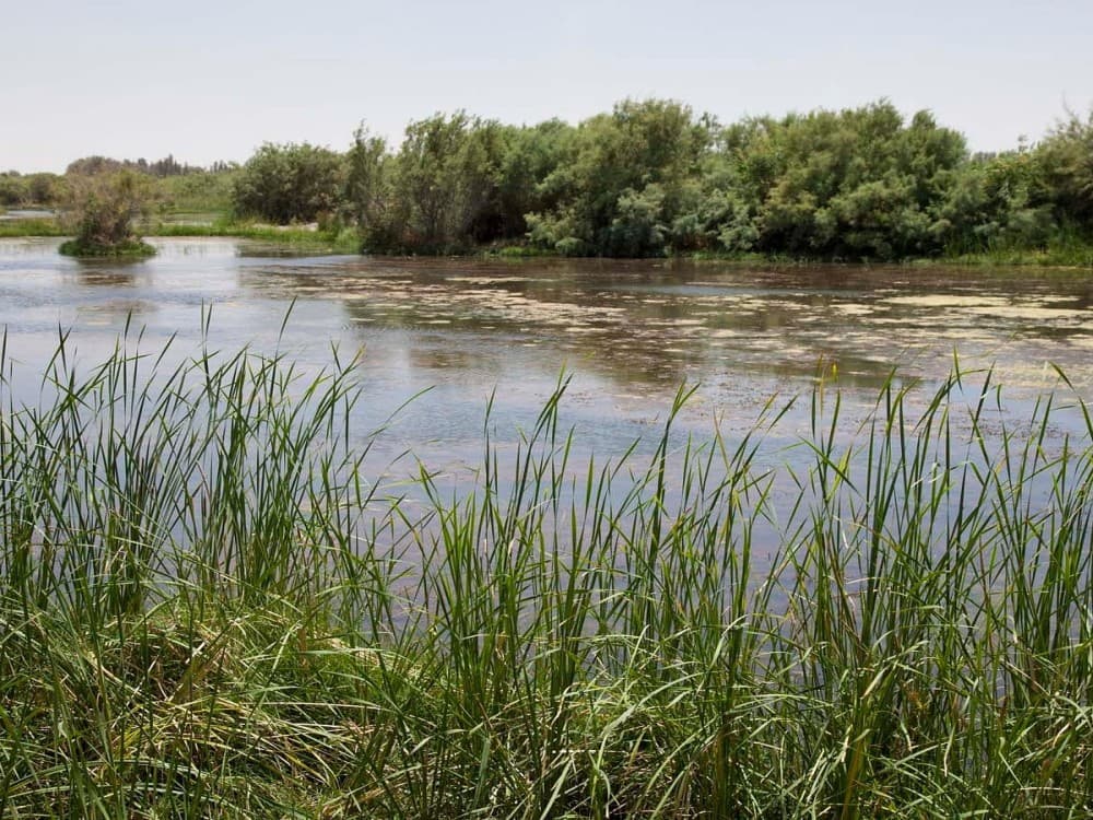 Azraq Wetland Reserve