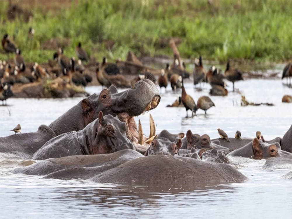 Lake Manyara National Park