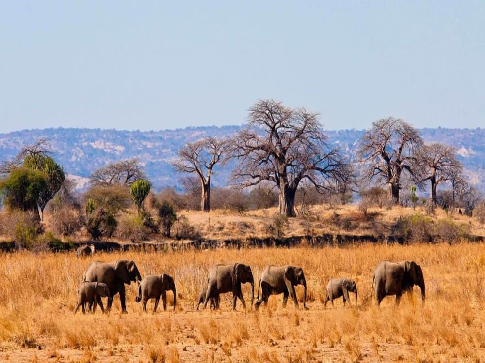 Tarangire National Park