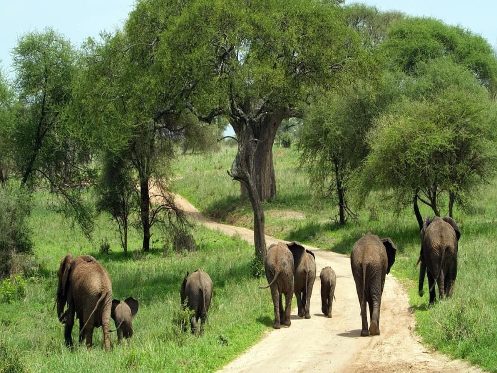 Tarangire National Park