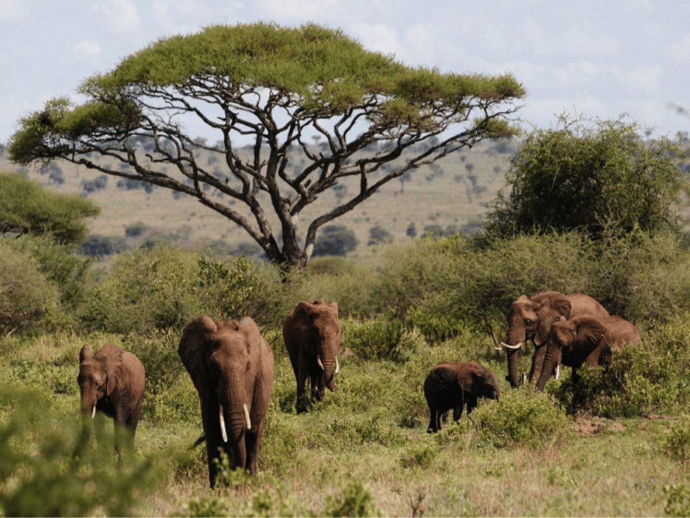 Tarangire National Park