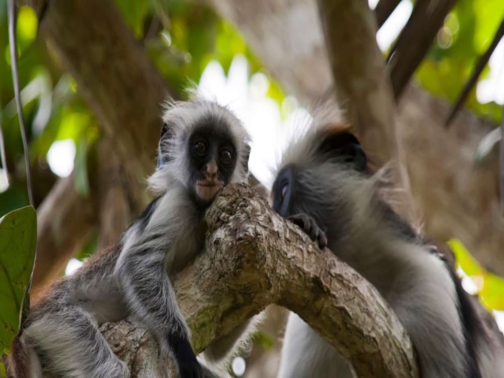 Jozani-Chwaka Bay National Park