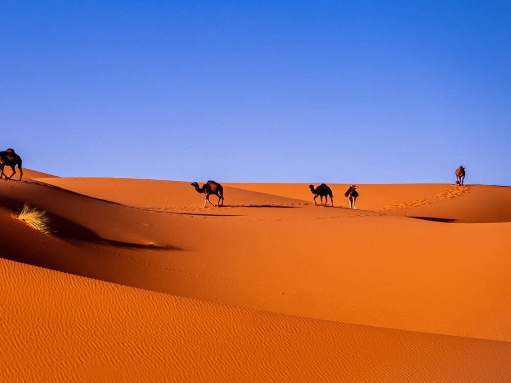 Morocco Sahara Desert