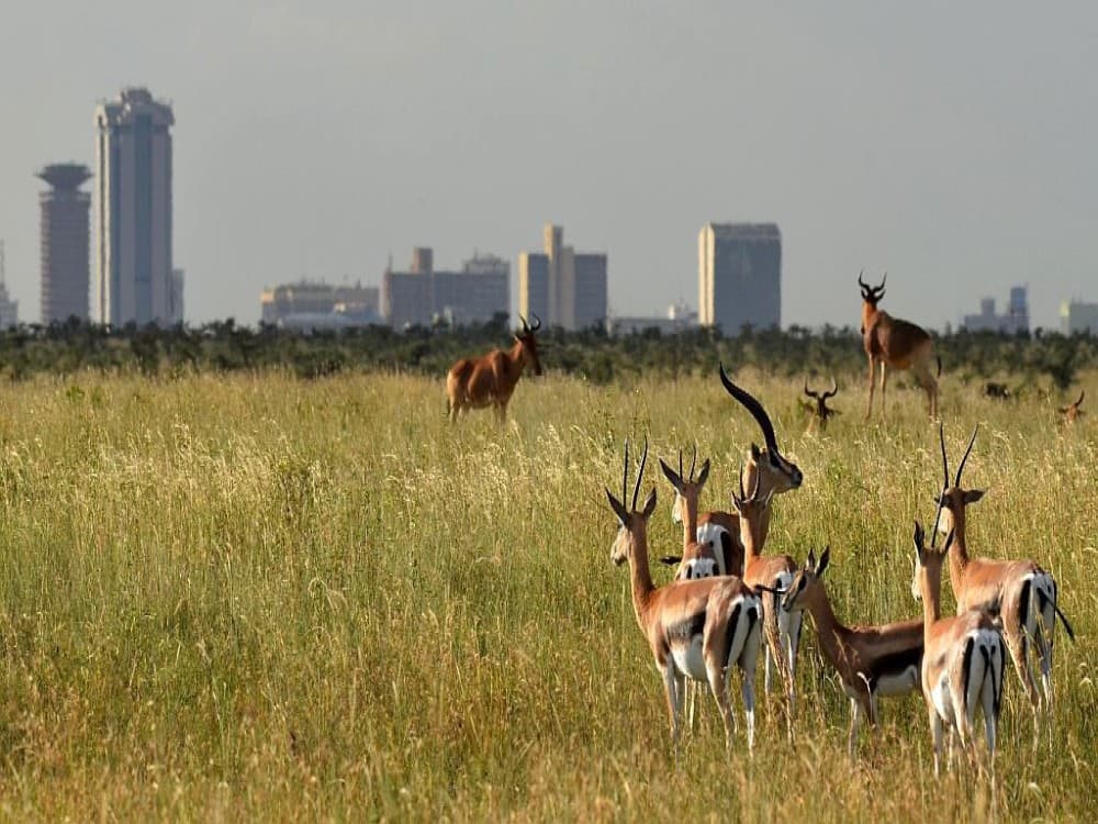 Nairobi National Park