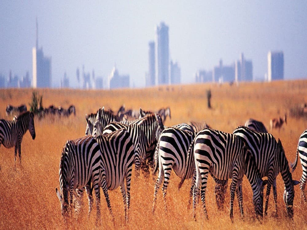 Nairobi National Park