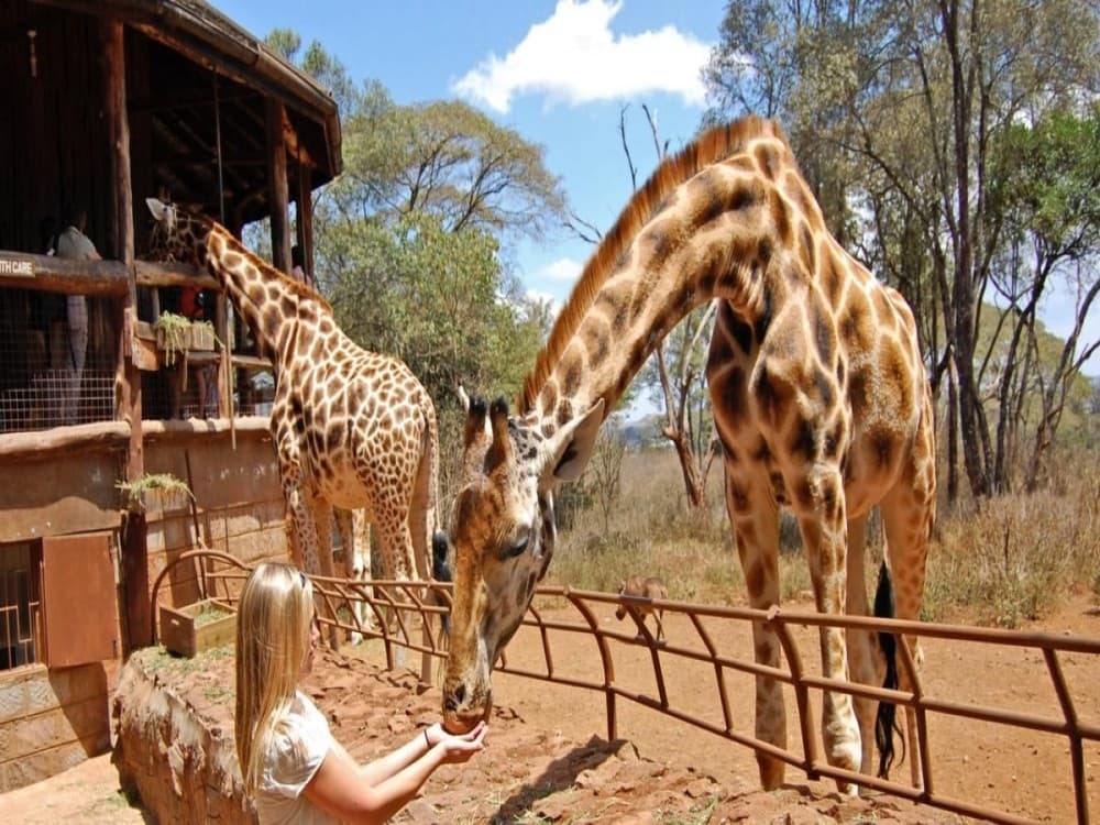 Giraffe Centre