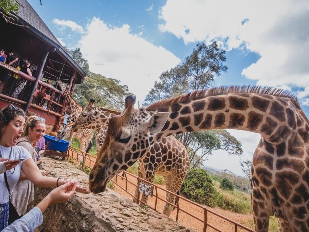 Giraffe Centre