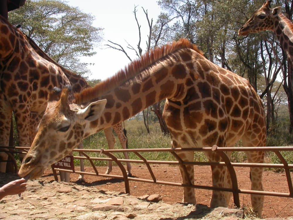 Giraffe Centre