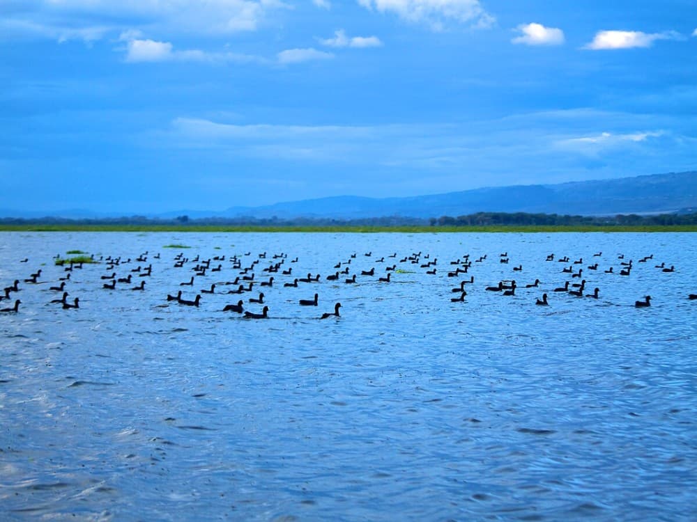 Lake Naivasha