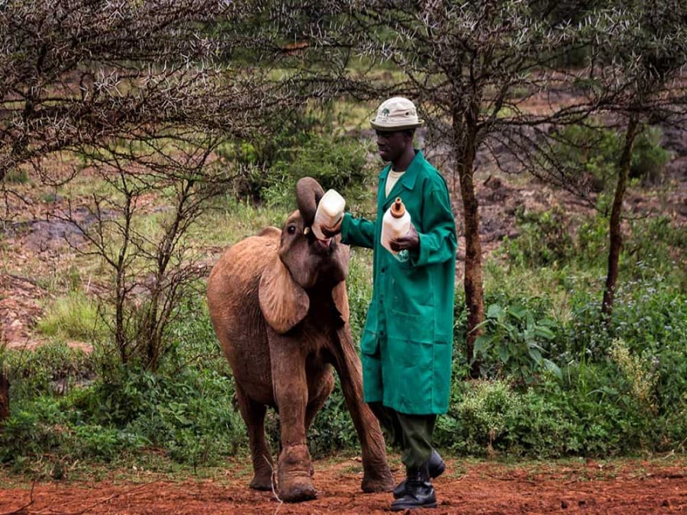 Sheldrick Wildlife Trust