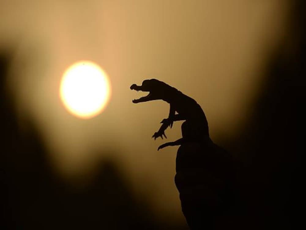 Victoria Falls Crocodile Farm