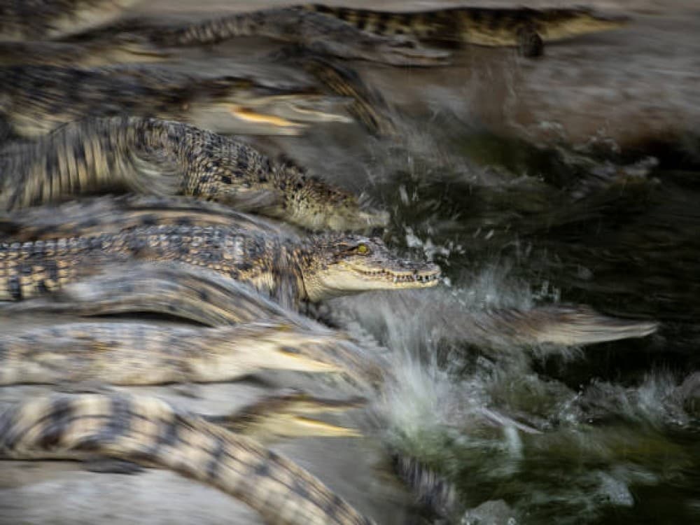 Victoria Falls Crocodile Farm
