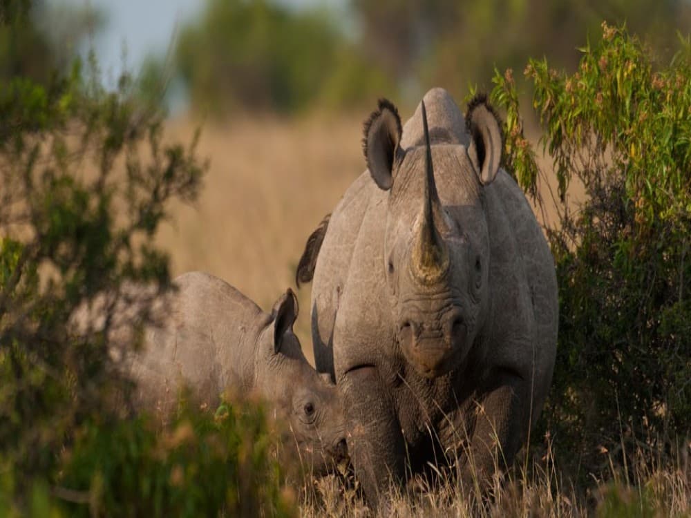 Ol Pejeta Conservancy